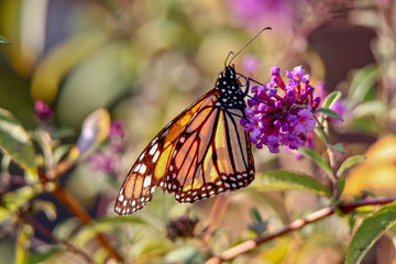 Beautiful Monarch Butterfly feeding on a lavender flower in a garden, closeup