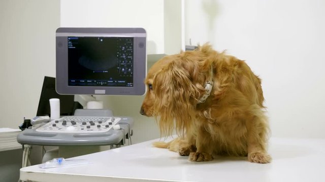 A vet putting an intravenous catheter in a paw of dachshund dog in veterinary clinic. 4K