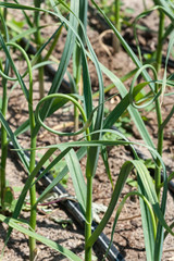 Garlic scapes, the flower bud of a garlic plant, look like nature's origami.