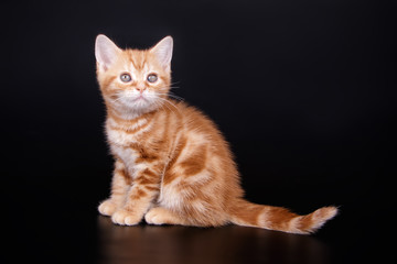 American shorthair cat on colored backgrounds