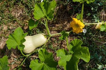 A butternut squash growing in a field with a blossom also attached to the vine.
