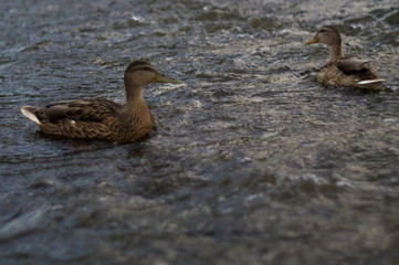 A wild duck on the river looks at the other duck.