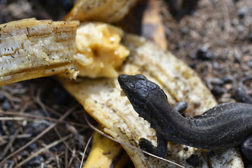 LAGARTOS COMIENDO PLÁTANO