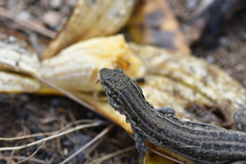 LAGARTOS COMIENDO PLÁTANO