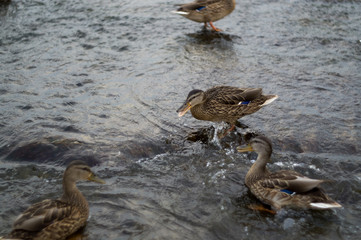 Three wild ducks on the river are fighting for a piece of bread