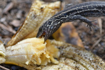 LAGARTOS COMIENDO PLÁTANO