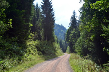 Fototapeta na wymiar Wanderweg auf dem Feldberg