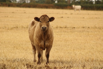 Brown cows in a field