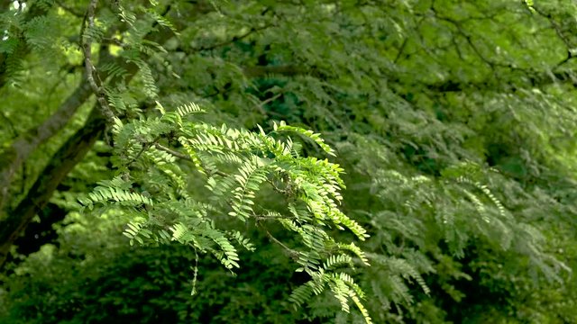 Gleditsia triacanthos 'Skyline'