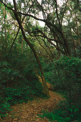 Into The Wild 