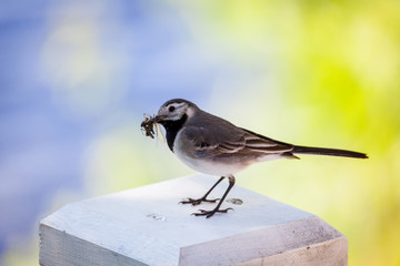 Wagtail bird with insects in beak