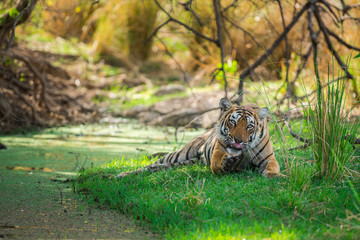 A tigress quenching her thirst in hot summer at Ranthambore National Park