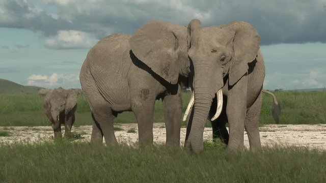 African Elephant (Loxodonta africana) buls eating, play fighting and showing affection together, Amboseli N.P., Kenya