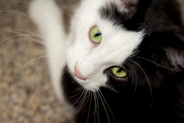 Cat with pretty green eyes