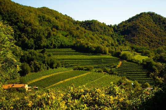 wine
