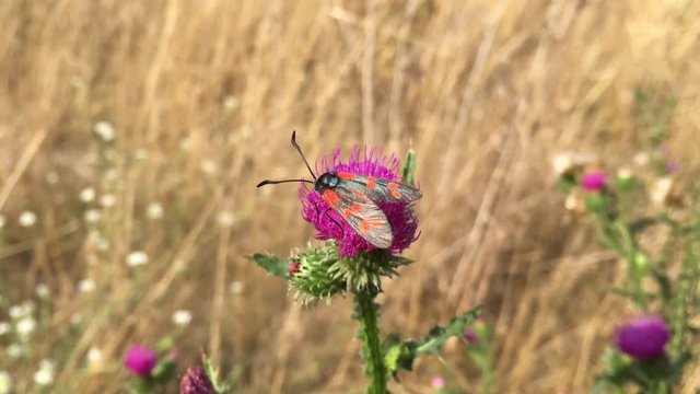Mariendistel mit Sechsfleck-Widderchen - Erdeichel-Widderchen