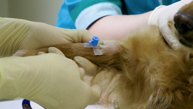 A vet putting an intravenous catheter in a paw of dachshund dog in veterinary clinic. 4K