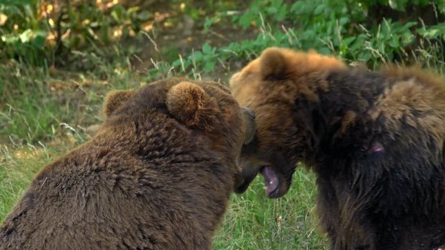 Kamchatka brown bear fighting
