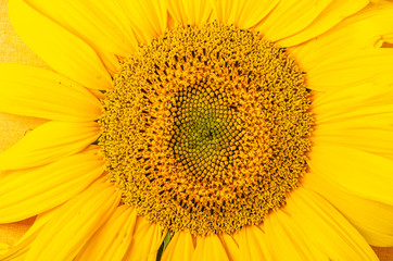 Obraz premium yellow sunflower texture