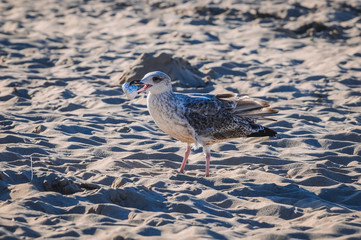 Seagull trying to eat silver foil on the beach in Swinoujscie town over Baltic Sea in Poland
