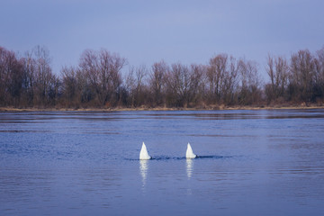Two mute swans on the River Narew in Mazovia Province of Poland, view near Nowy Dwor Mazowiecki town