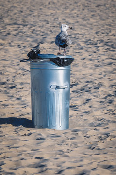 Seagull searching for food in dust bin on the beach in Swinoujscie town over Baltic Sea in Poland