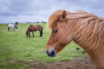 Herd of Icelandic horses on a pasture in southern Iceland