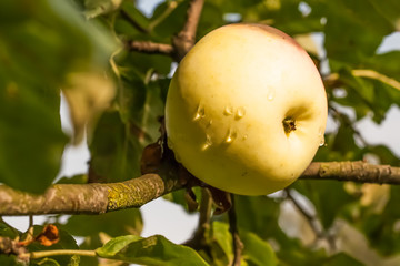 Apples on apple tree branch. Selective focus.