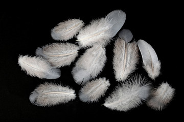 Feine Federn