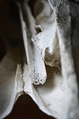 Bone Fragments