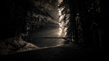 Obraz premium Sunlight in a foggy forest, Finland