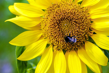 Sunflower. Bumblebee Sitting on a sunflower blossoming
