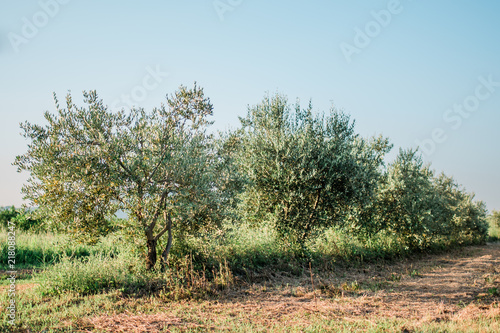 Olive Tree In The Olive Garden In Mediterranean Stock Photo And