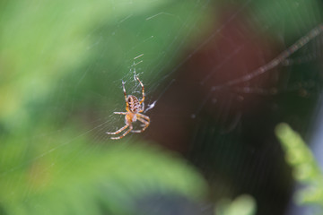 Beautiful Spider in a clkose-up on its web