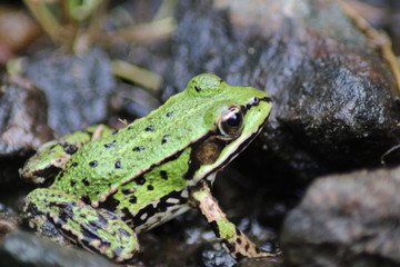 Frosch Makro