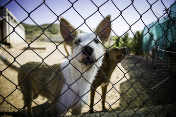 Abandoned and caged dogs