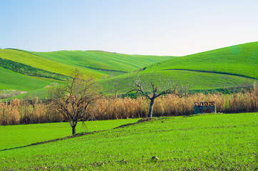 Tuscan landscape with trees and cultivated land