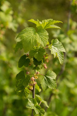 Black currant Ribes flowers in spring closeup