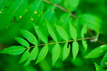 branch of deep green leaves