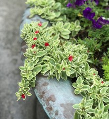 Beautiful Aptenia cordifolia with red flowers, also known as baby sun rose or heartleaf iceplant 
