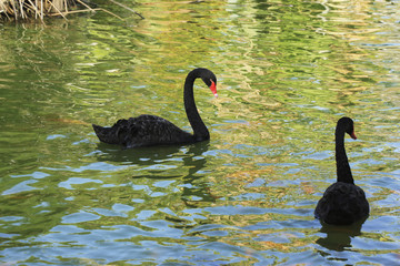 Graceful birds in a pond