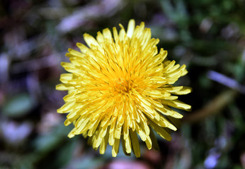 Dandelion head