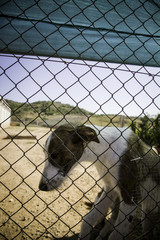Abandoned and caged dogs