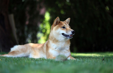 Shiba Inu, Japanese Dog