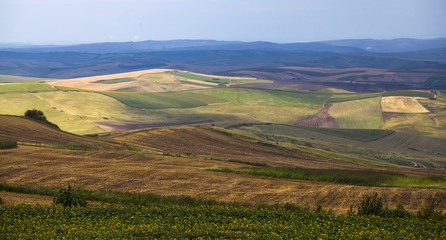 Naklejka premium Summer fields