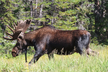 Shiras Moose in the Rocky Mountains of Colorado