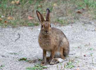 Naklejka na ściany i meble Snowshoe hare in summer with brown coat sitting