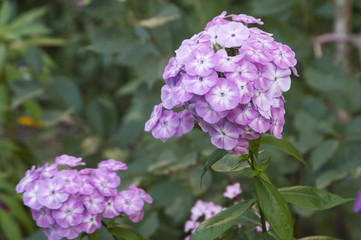 Fototapeta premium Garden phlox flowers