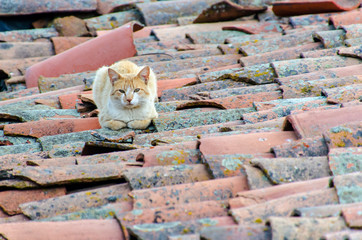 stray cat lying on the roof tiles