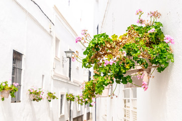 Pink geranium in the wall